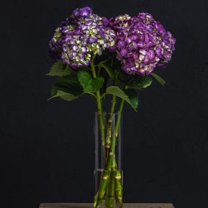 Hortensia